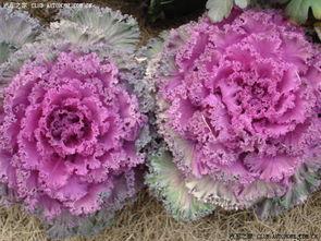 日本花花公司,绽放东方创意之美的时尚传奇